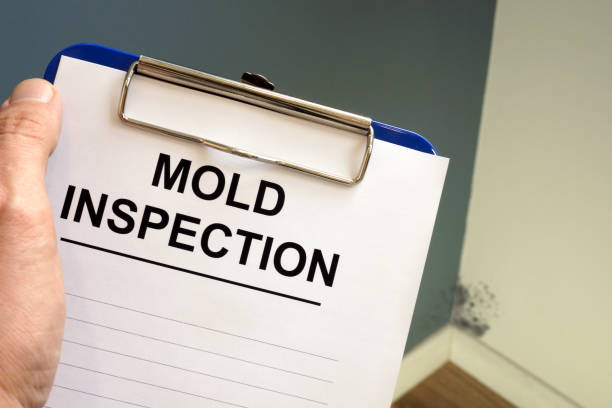 Why You Should Choose Our Mold Remediation Services in Hutto, TX